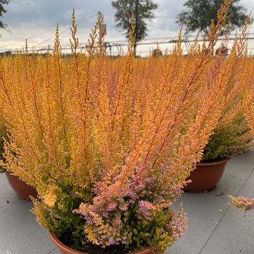 Erica sparsa MIX