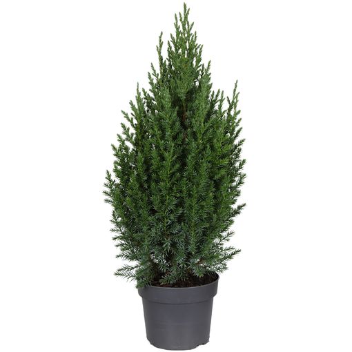 Juniperus chinensis 'Stricta'