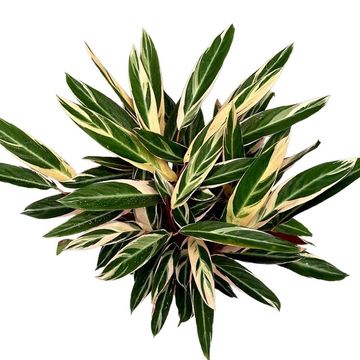 Stromanthe sanguinea 'Triostar'