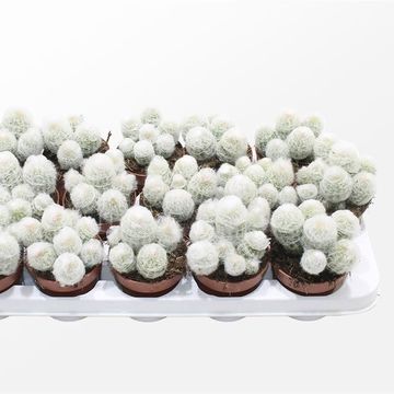 Espostoa melanostele