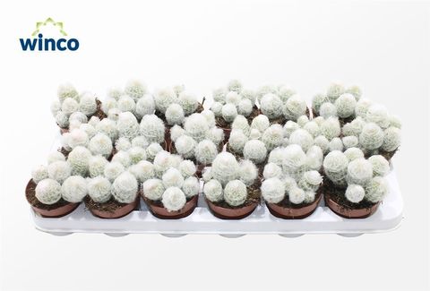 Espostoa melanostele