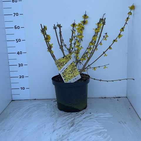 Forsythia 'Goldrausch'