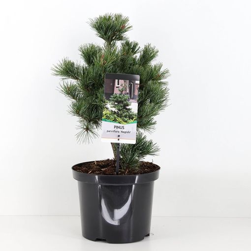 Pinus parviflora 'Негиши'