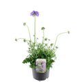 Scabiosa columbaria 'Mariposa Blue'