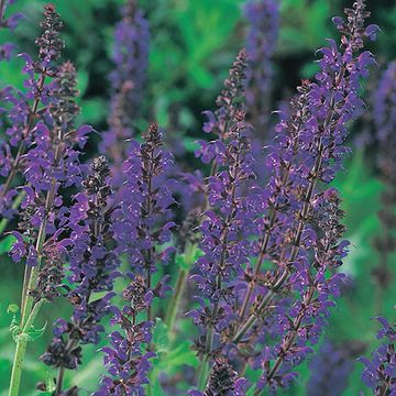 Salvia nemorosa 'Mainacht'