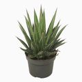 Agave filifera