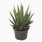 Agave filifera