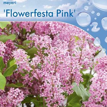 Syringa meyeri FLOWERFESTA PINK