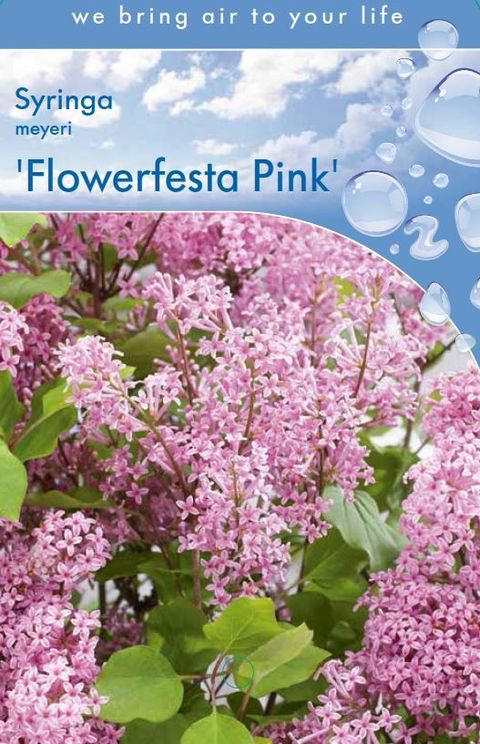 Syringa meyeri FLOWERFESTA PINK