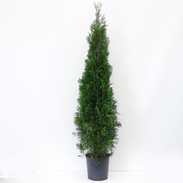 Thuja occidentalis 'Smaragd'