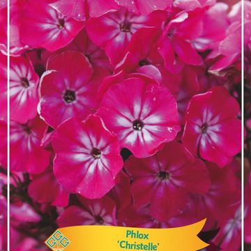 Phlox 'Christelle'