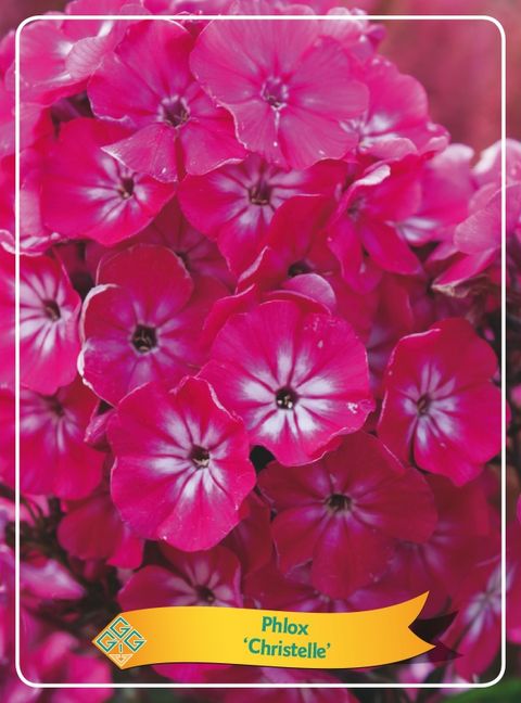 Phlox 'Christelle'