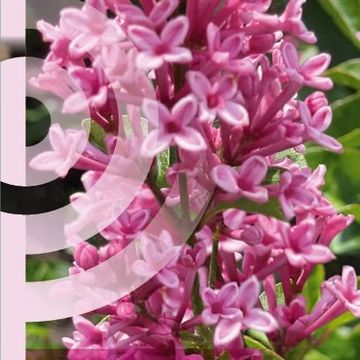 Syringa meyeri FLOWERFESTA PINK