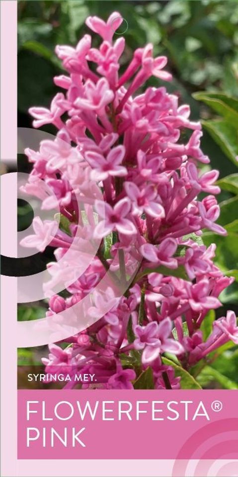 Syringa meyeri FLOWERFESTA PINK