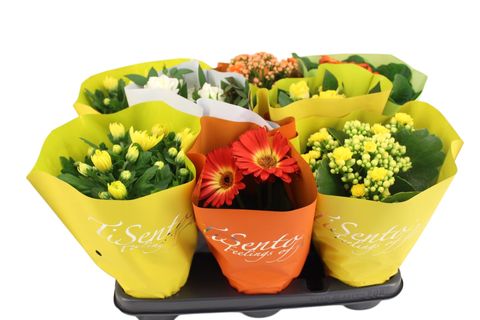 Piante da interno MIX