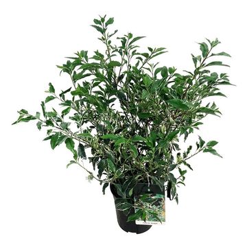 Prunus lusitanica 'Variegata'