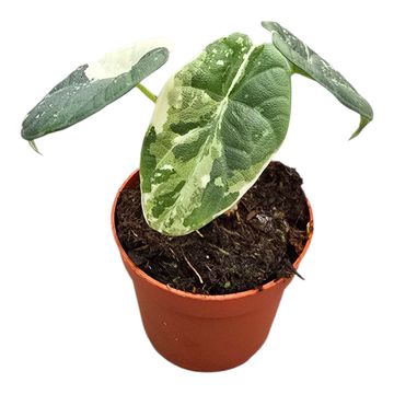 Alocasia 'Maharani Variegata'