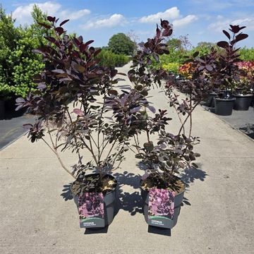 Cotinus coggygria 'Royal Purple'