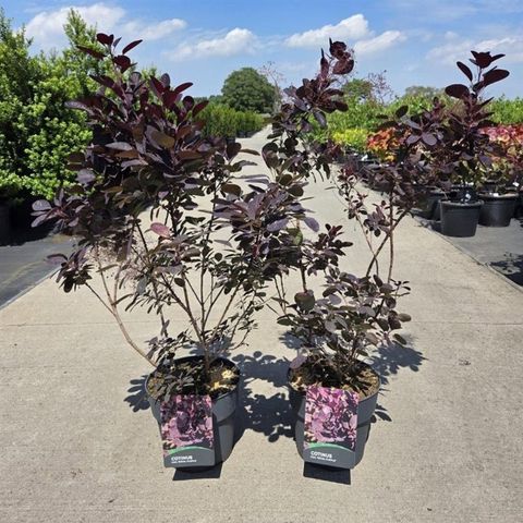 Cotinus coggygria 'Royal Purple'
