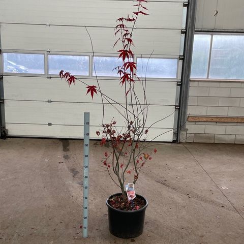 Acer palmatum 'Atropurpureum'