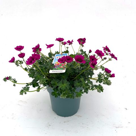 Geranium cinereum JOLLY JEWEL PURPLE