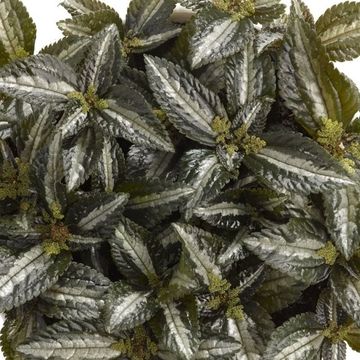 Pilea spruceana 'Silver Tree'