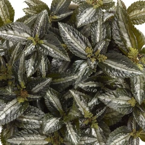 Pilea spruceana 'Silver Tree'