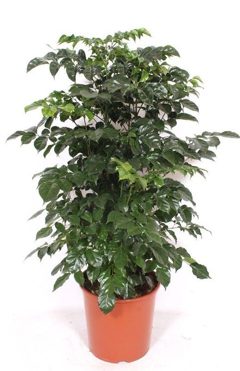 Radermachera hainanensis