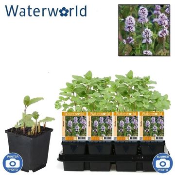 Mentha aquatica
