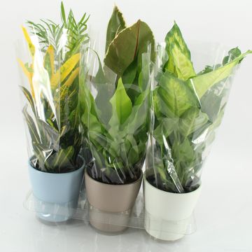 Plantes vertes MIX