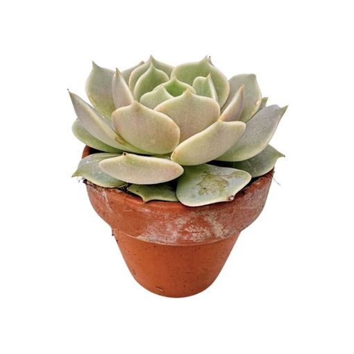 Echeveria lilacina