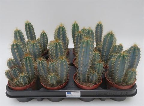 Pilosocereus azureus