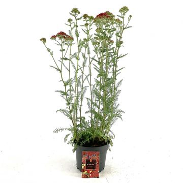Achillea millefolium 'Paprika'