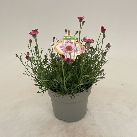 Rhodanthemum 'Marrakech'