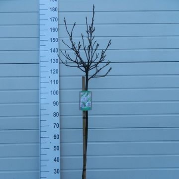 Magnolia stellata