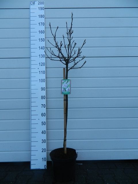 Magnolia stellata