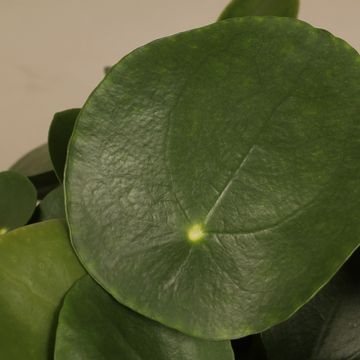 Pilea peperomioides