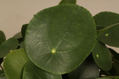 Pilea peperomioides