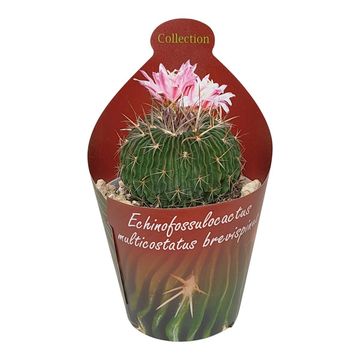 Echinofossulocactus multicostatus brevispinus