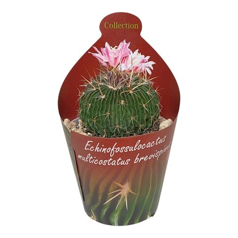Echinofossulocactus multicostatus brevispinus