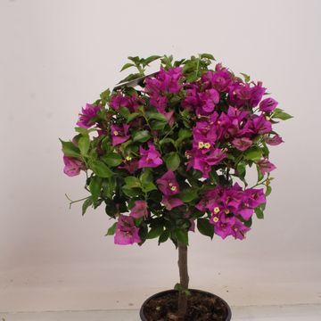 Bougainvillea 'Alexandra'
