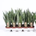 Sansevieria zeylanica