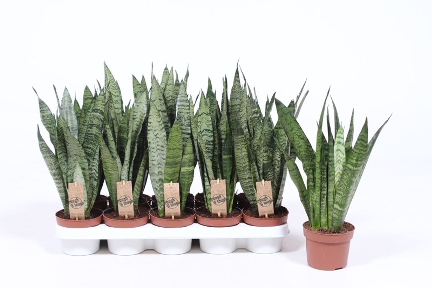 Sansevieria zeylanica — Plant Wholesale FlorAccess