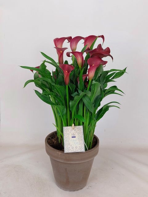 Zantedeschia 'Canberra'