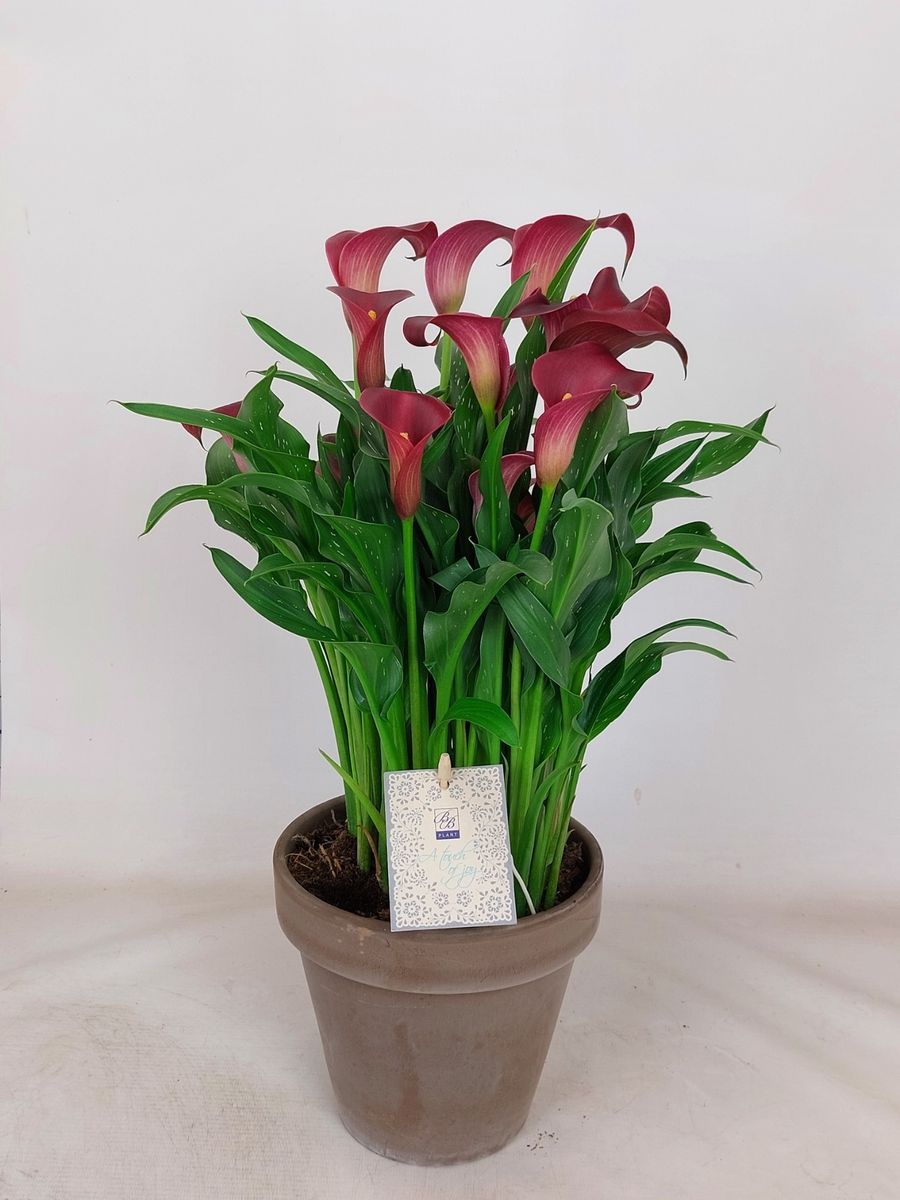 Zantedeschia 'Canberra' — Plant Wholesale FlorAccess