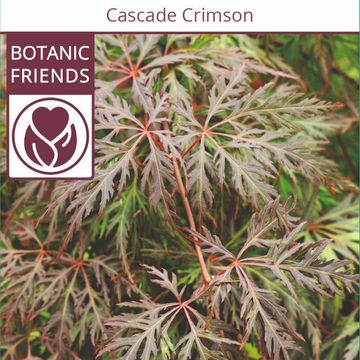 Acer palmatum CASCADE CRIMSON