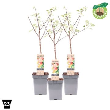 Malus domestica 'Jonagold'