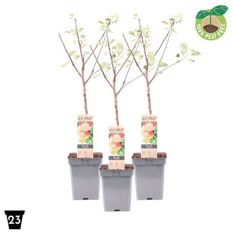 Malus domestica 'Jonagold'