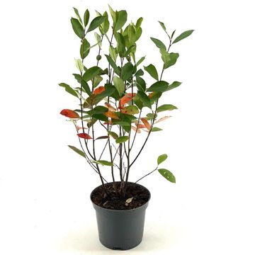 Aronia arbutifolia 'Brilliant'