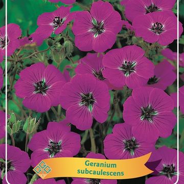 Geranium cinereum subcaulescens